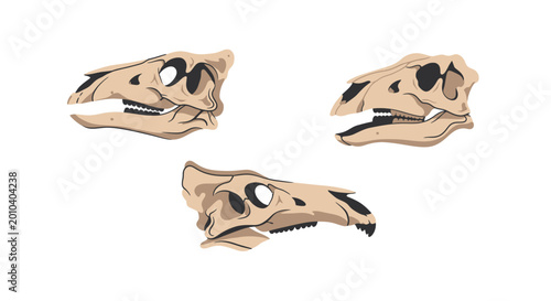 Foto Dinosaur Skull Illustrations: Three Views of a Fossilized Hadrosaur Skull