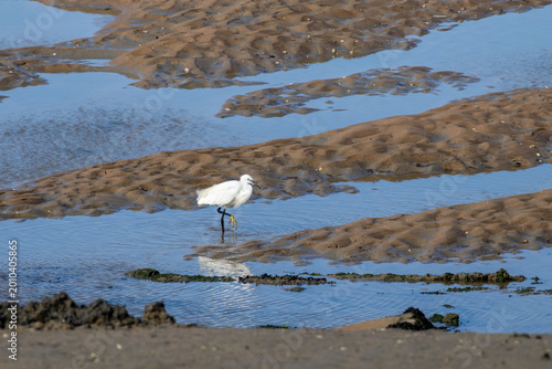 heron on the beach