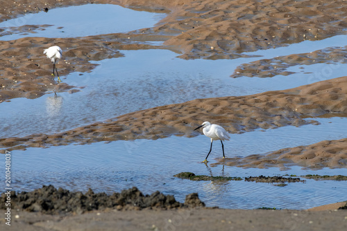 heron on the beach