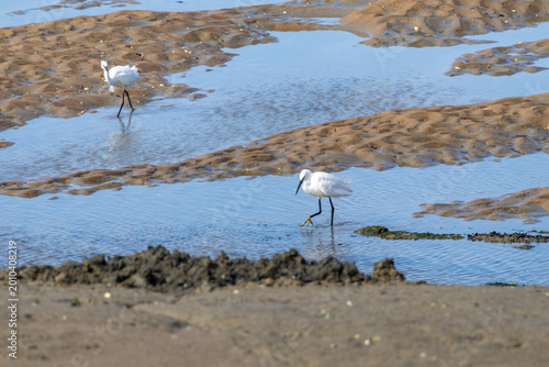 heron on the beach