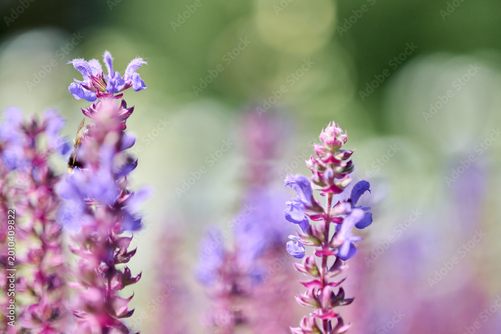 Fototapeta premium Close-up of blooming salvia flowers with soft green bokeh background
