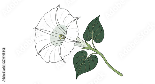 White Trumpet Moonflower Datura Stramonium Illustration with Green Leaves Isolated on White