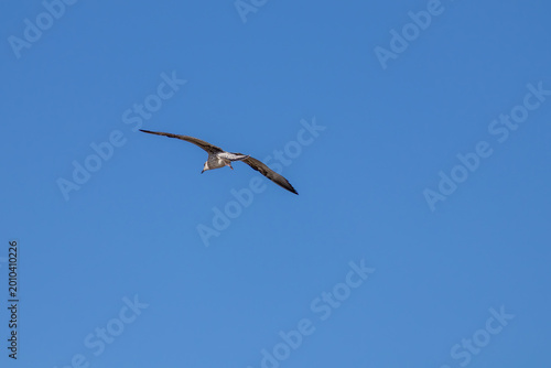 eagle in flight