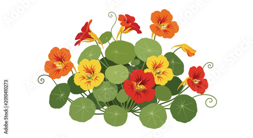 Vibrant Nasturtium Flower Arrangement with Colorful Blooms and Green Round Leaves Botanical Illustration Isolated on White
