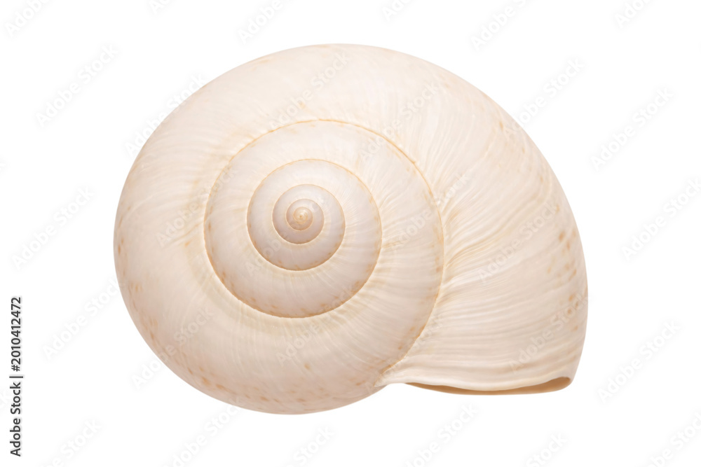 Obraz premium A detailed close-up of a light beige spiral snail shell against a black png isolated transparent