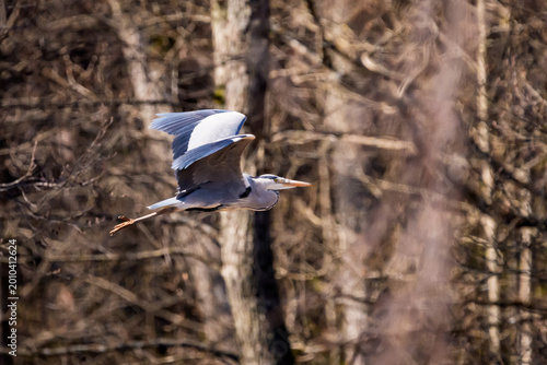 Selective focus photo. Grey Heron bird, Ardea cinerea flying over a reed bed with a forest background.