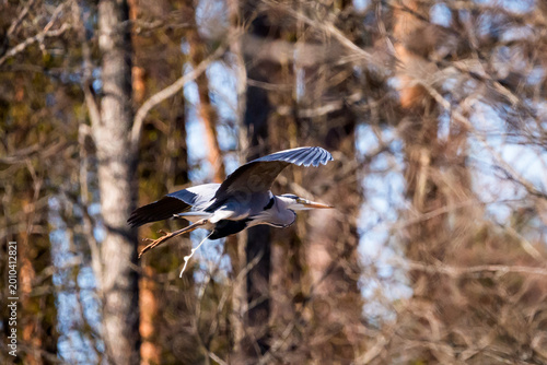 Grey Heron bird, Ardea cinerea in flight, defecating mid-air, a natural biological process.