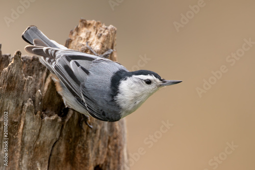 White Breasted Nuthatch clings to rotted stump. Details can be seen in face and feathers. Close up of nuthatch.