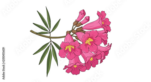 Vibrant pink trumpet flowers on a botanical branch illustration with green leaves isolated on white background