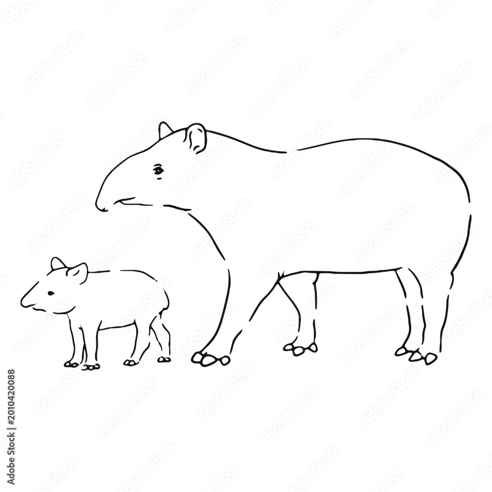 Obraz premium Wildlife family tapir stroke