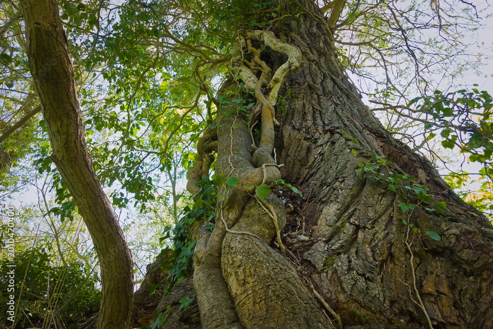 Fototapeta premium Ferry Meadows Country Park, Peterborough, England, UK - April 24 2026: The trunk of another tree growing up a larger tree deep in the forest