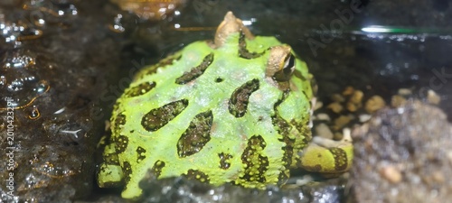 Foto Close-up of a Pacman frog (Ceratophrys), a bright green frog with dark brown markings, partially submerged in water