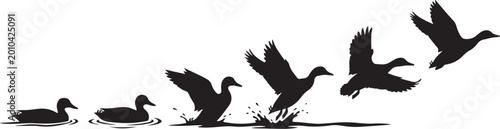 Flying duck silhouette sequence, mallard birds taking off from water surface, black waterfowl flight motion vector art
