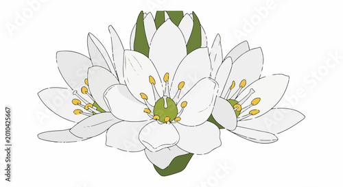 Delicate white blossoms with green accents and yellow stamen centers