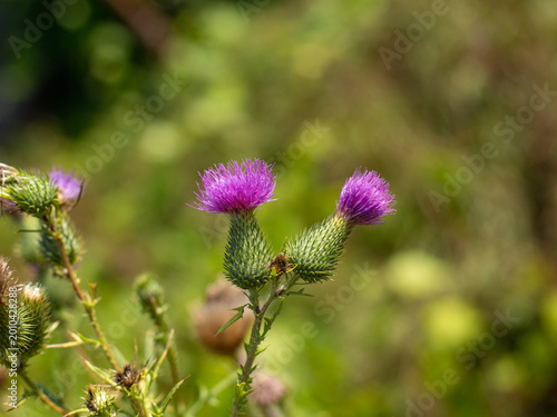 Bild auf Leinwand The thistle flower, a traditional symbol of Scotland