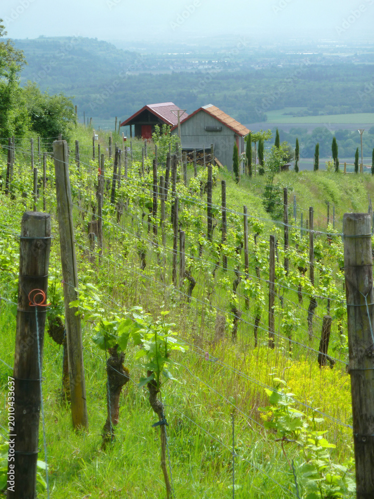 Obraz premium Ihringen Kaiserstuhl Germany Vineyard Hillside View