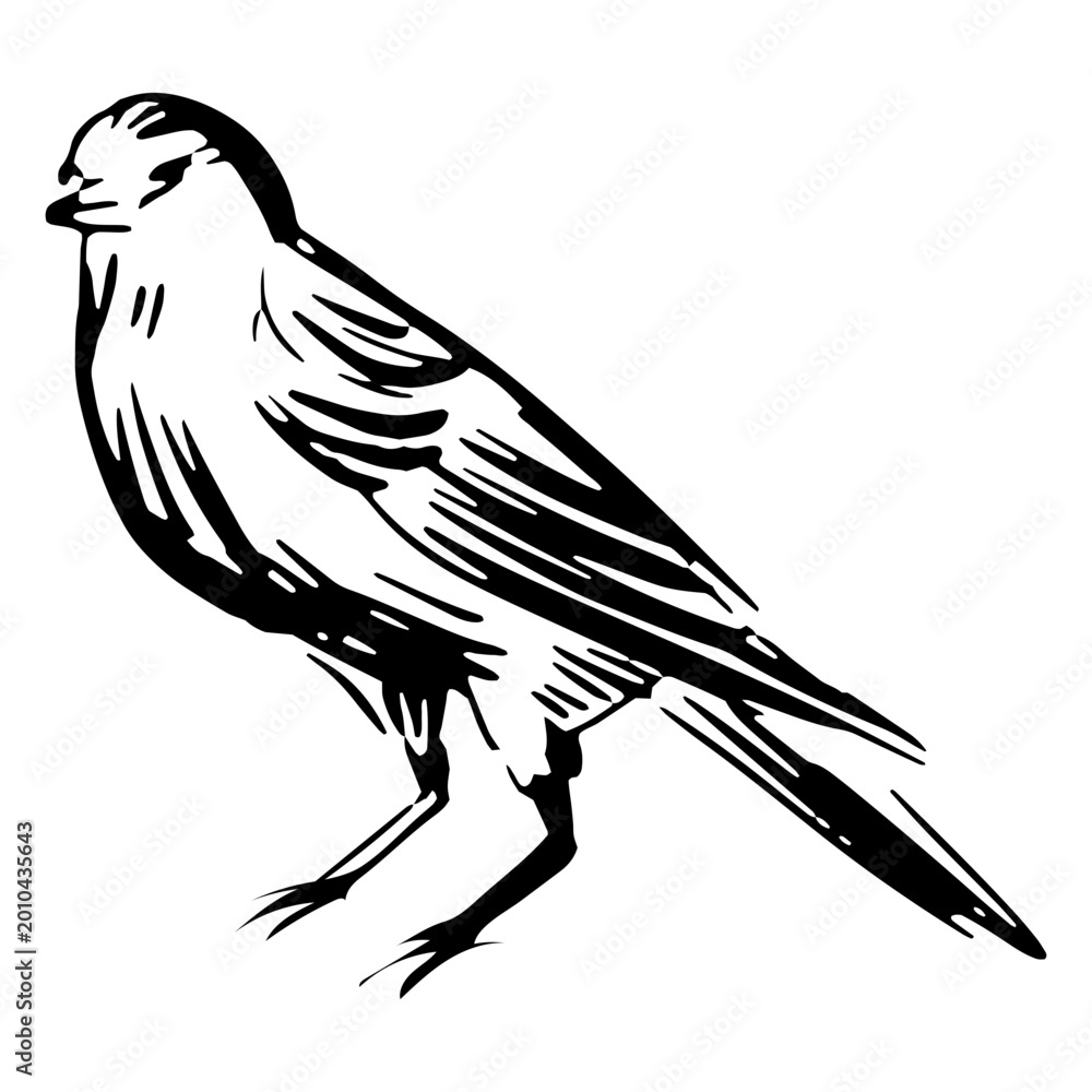 Fototapeta premium Hand-drawn isolated bird