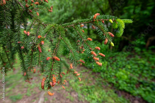 Photography norway spruce with male pollen cones