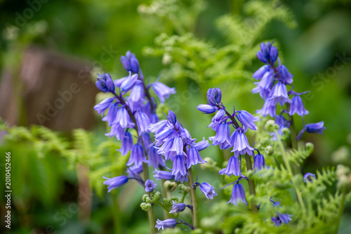 Fotografie Spanish bluebell in bloom