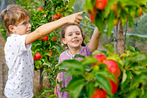 Two children, boy and girl picking apples in an apple orchard with a basket full of fresh apples, enjoying harvest season outdoors, natural light, real life family moment.
