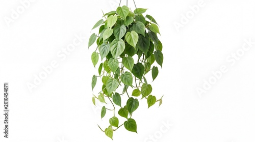 Green hanging ivy plant with lush leaves