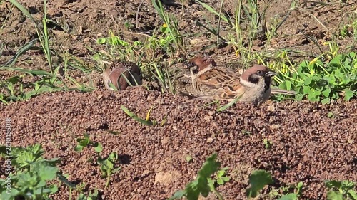 A Group of Tree Sparrows Foraging on Rapeseed Residue in a Garden at Sunset
#024