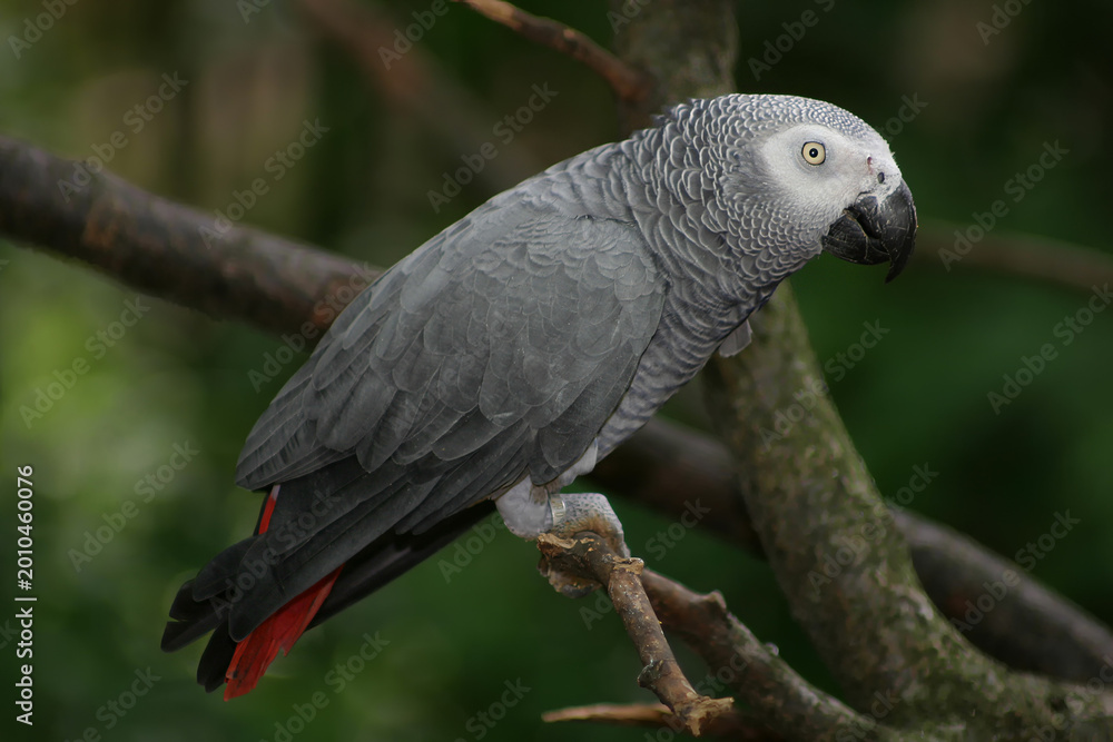 Obraz premium Perroquet gris du Gabon sur une branche 