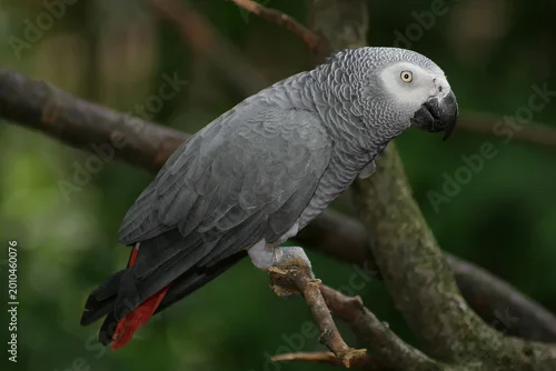 Fototapeta samoprzylepna Perroquet gris du Gabon sur une branche 