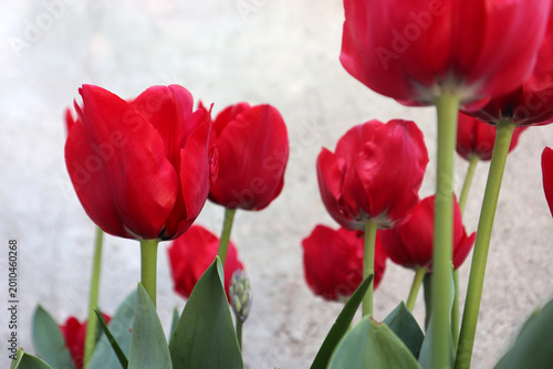 Fotografie Splendidi tulipani rossi fioriti in un vaso di terracotta tradizionale su sfondo