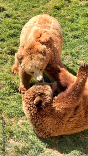 L'ours
