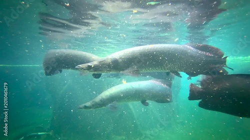 Aquarium