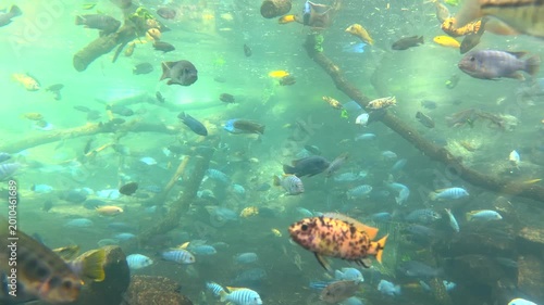 Aquarium