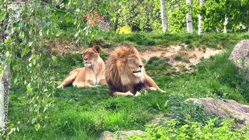Couple de lion