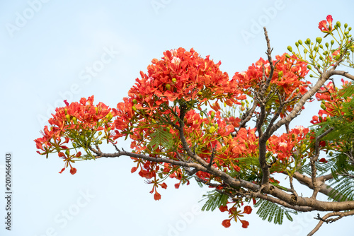 Valokuva Beautiful Flamboyant (Delonix regia) flowers.