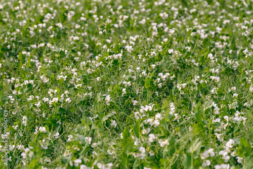 Verdant peas in bloom, Tranquil agricultural landscape featuring flourishing pea plants and vibrant natural surroundings