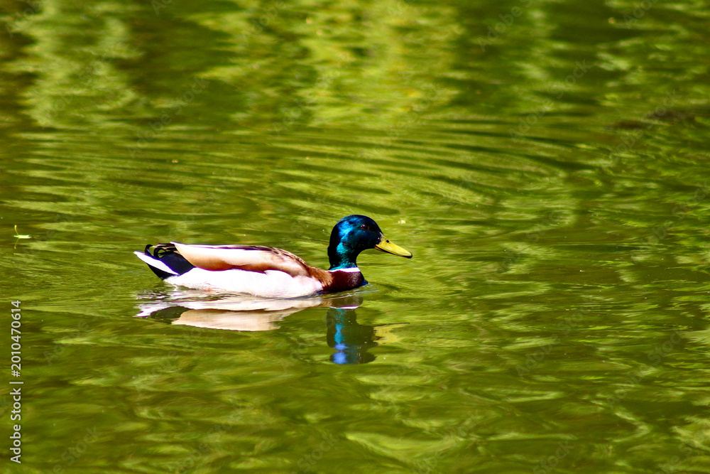 Fototapeta premium Single Male Mallard Duck Floating on Calm Green Water