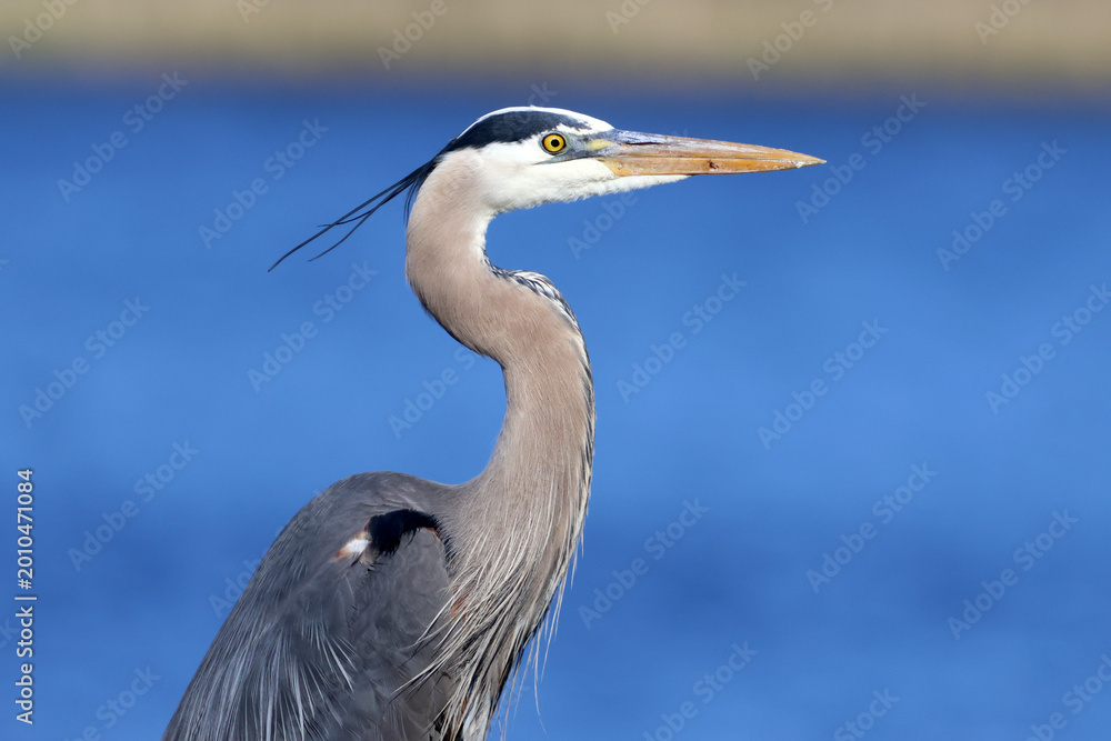 Obraz premium great blue heron close up