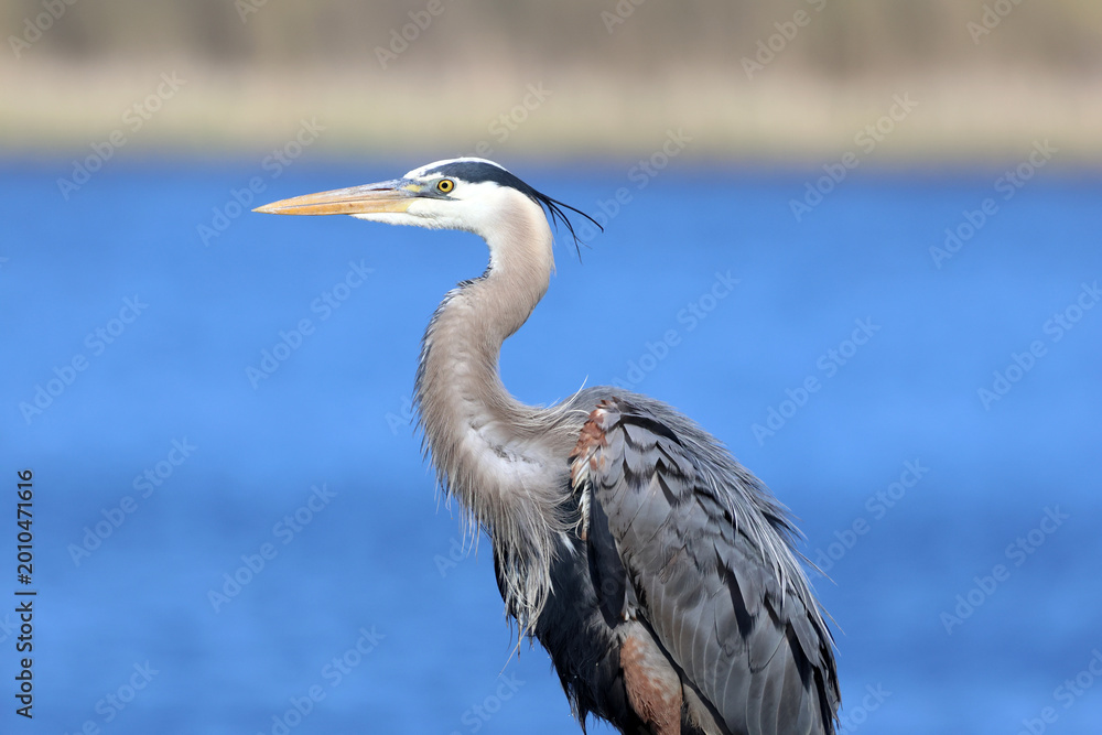Obraz premium great blue heron