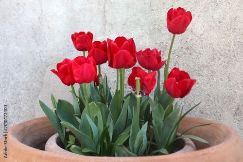 Bild auf Leinwand Splendidi tulipani rossi fioriti in un vaso di terracotta tradizionale su sfondo