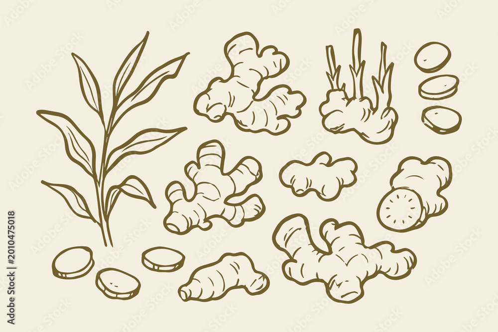Fototapeta premium Ginger Root Herb Naive Ink Sketch Set Vector