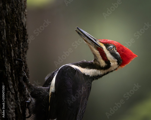 Canvastavla A pileated woodpecker pauses mid-motion, head tilted as if listening for movement beneath the bark