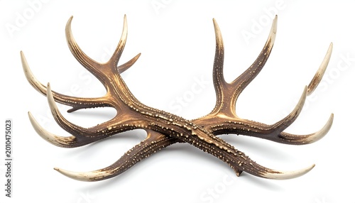 Crossed deer antlers, textured brown surface, light tips, on white background