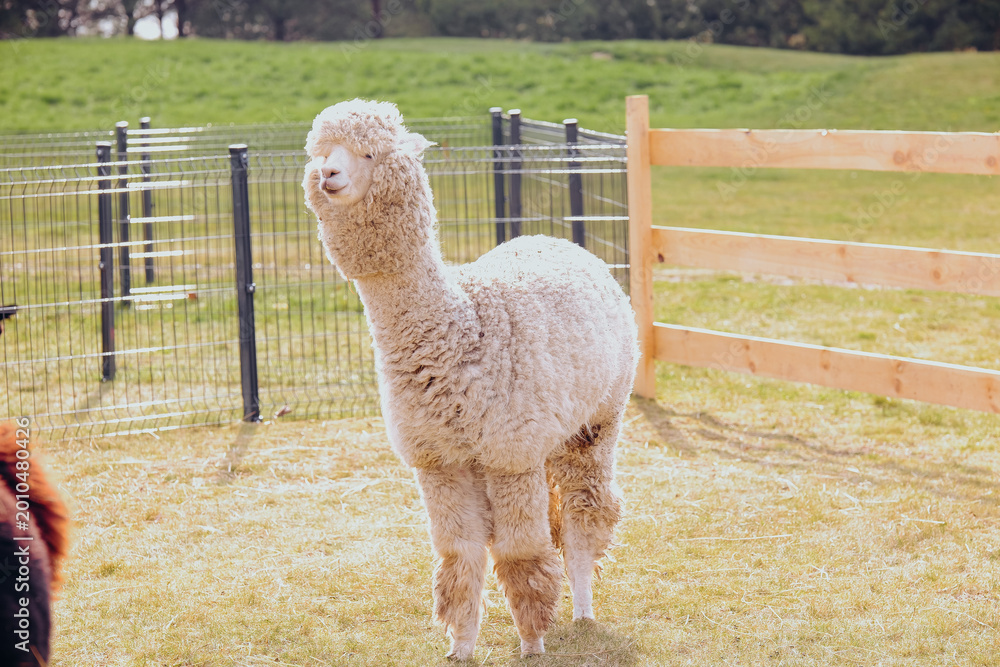 Obraz premium White alpaca standing in a fenced field during the day