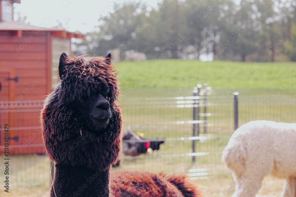 Fototapeta premium Dark brown alpaca stands in a farmyard with a white alpaca behind