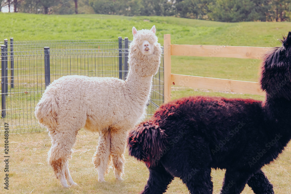 Fototapeta premium Two alpacas stand in a grassy field with a wooden fence