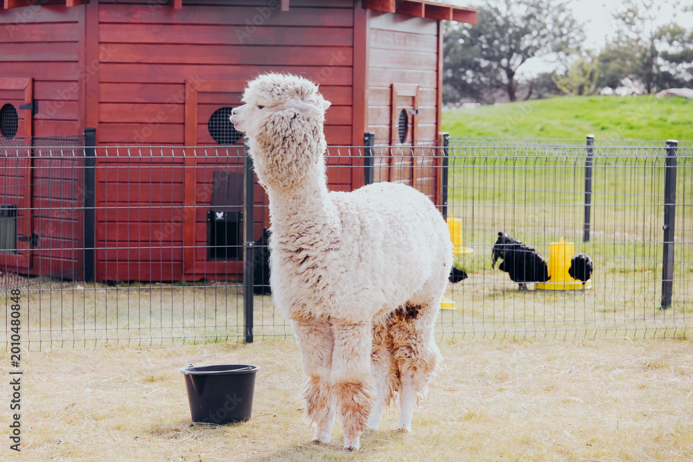 Fototapeta premium White alpaca standing in an outdoor enclosure with a wooden structure
