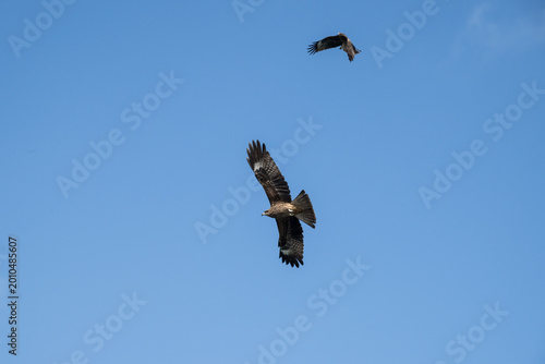 Foto Black Kites in the sky.