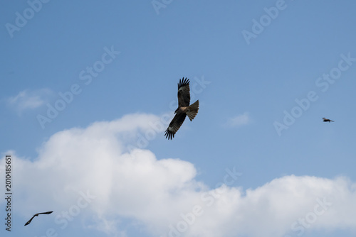 Schilderij op canvas Black Kites in the sky.