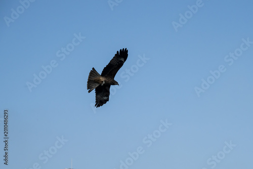 Fotografija A Black Kite in the sky.