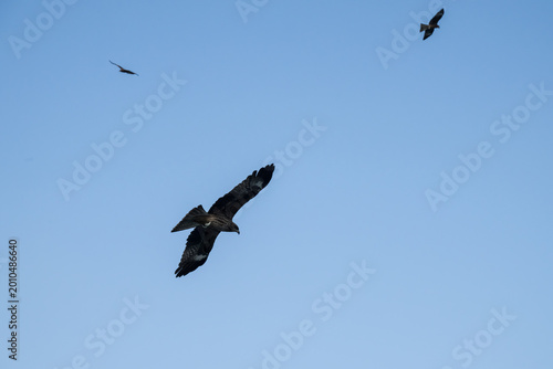 фотографія Black Kites in the sky.
